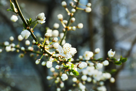 Blooming cherry tree twigs in spring close upの写真素材