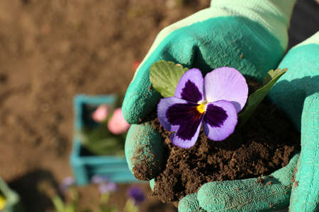 Hands holding beautiful spring flower in hands, outdoorsの写真素材