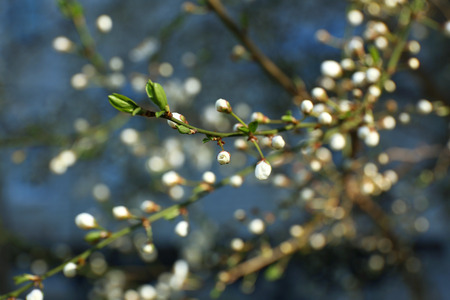 Blooming cherry tree twigs in spring close upの写真素材