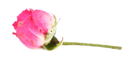 Beautiful pink dried rose, isolated on whiteの写真素材