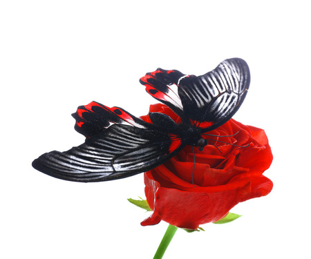 Beautiful butterfly sitting on red rose, isolated on whiteの写真素材