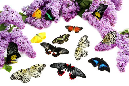Beautiful butterflies and lilac, isolated on white の写真素材