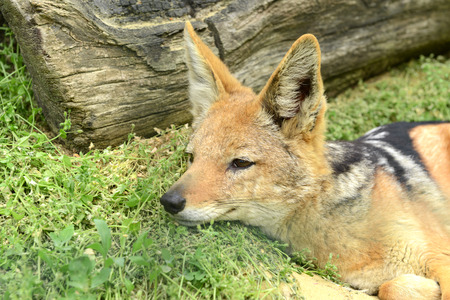 Jackal at zooの写真素材