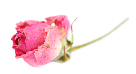 Beautiful pink dried rose, isolated on whiteの写真素材