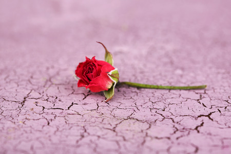 Beautiful pink dried rose on old wooden backgroundの写真素材