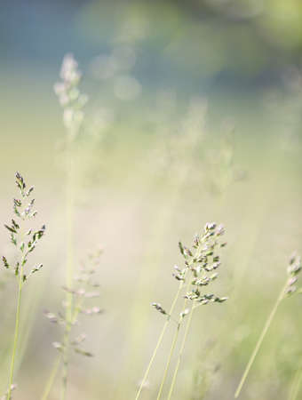 Beautiful grass, outdoors