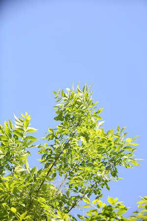 Beautiful spring leaves on tree, outdoors