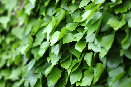 Green ivy, close upの写真素材