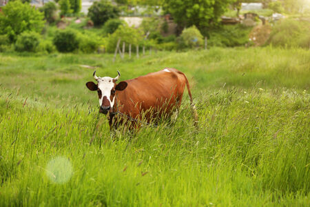 Cow on a summer pastureの写真素材