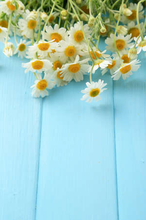 Chamomiles on color wooden backgroundの写真素材
