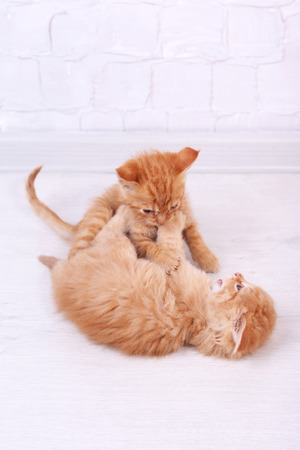 Cute little red kittens playing on light backgroundの写真素材
