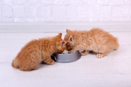 Cute little red kittens drinking milk on light backgroundの写真素材