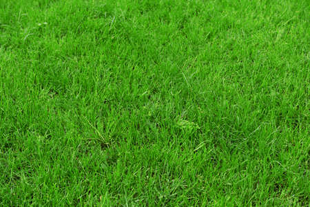Beautiful spring grass outdoors