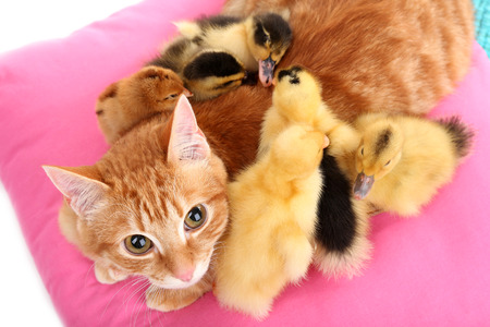Red cat with cute ducklings on pink pillow close upの写真素材