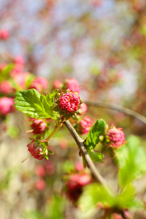 Beautiful fruit blossom, outdoorsの写真素材