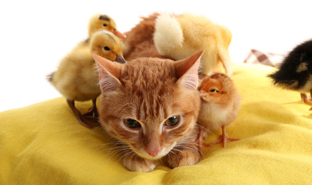 Red cat with cute ducklings on yellow pillow close upの写真素材
