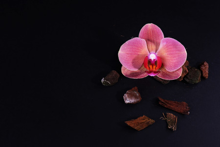Beautiful blooming orchid flower isolated on blackの写真素材