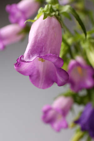 Beautiful wild flowers on grey background