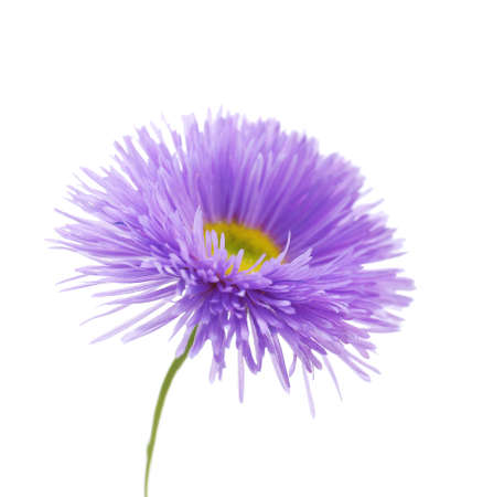 Beautiful wild flowers isolated on whiteの写真素材