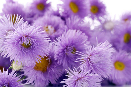 Beautiful wild flowers, close up