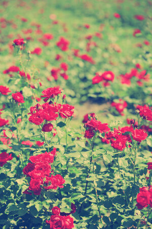 Beautiful red roses on green bushの写真素材