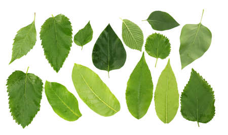 Green leaves isolated on white