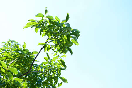 Beautiful spring leaves on tree outdoors
