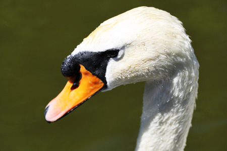 White swan on lakeの写真素材