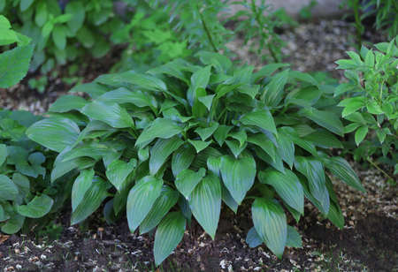 Hosta in garden