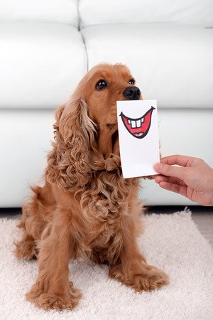 English cocker spaniel and painted by smileの写真素材