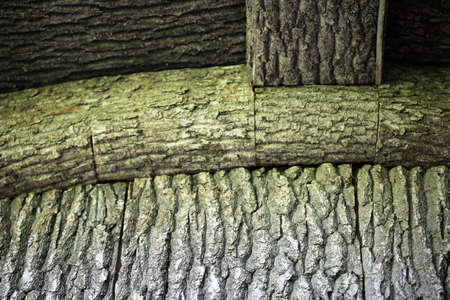 Tree bark texture backgroundの写真素材