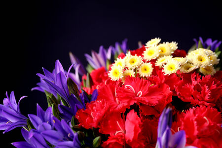 Beautiful wild flowers, on dark blue backgroundの写真素材