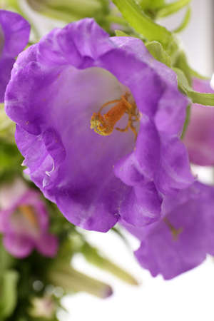 Beautiful wild flowers, close upの写真素材