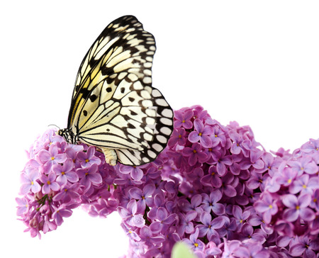 Beautiful butterfly sitting on lilac flowers, isolated on whiteの写真素材