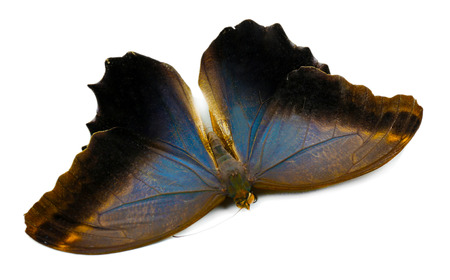 Beautiful butterfly, isolated on whiteの写真素材