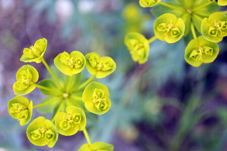 Beautiful wild flowers, outdoors