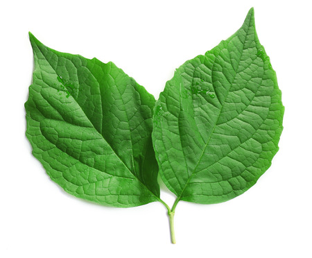 Green leaves isolated on white