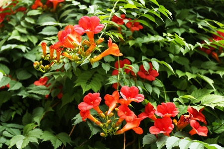 Beautiful flowering bush in garden