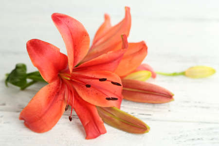 Beautiful lily on wooden backgroundの写真素材