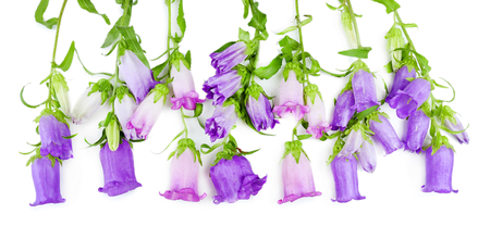 Beautiful wild flowers isolated on whiteの写真素材