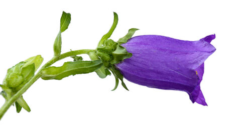 Beautiful wild flower isolated on whiteの写真素材