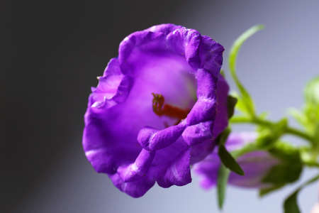 Beautiful wild flowers on grey backgroundの写真素材