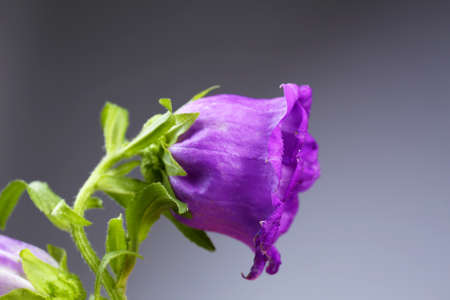 Beautiful wild flowers on grey background
