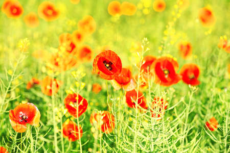 Meadow with beautiful bright red poppy flowers in spring