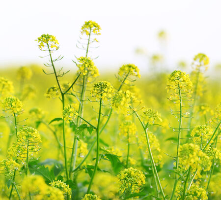 Wild green plants close-upの写真素材