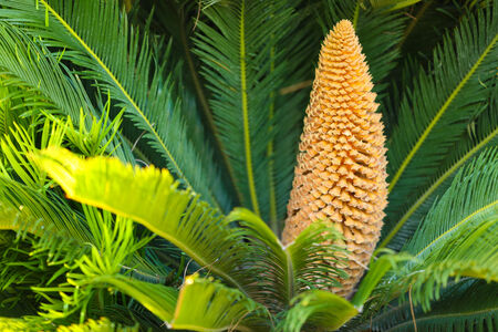 Beautiful tropical bush, close upの写真素材