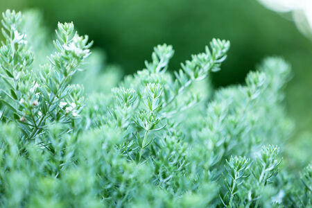 Beautiful green bush close upの写真素材