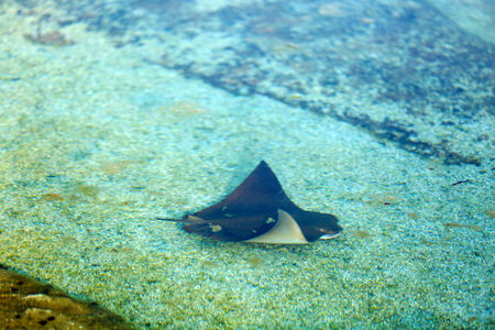 Underwater World. Stingray fish swims stealthily near bottomの写真素材