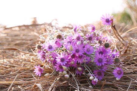 Beautiful wild flowers on straw close-upの写真素材