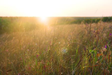 Landscape, sunny dawn in field の写真素材